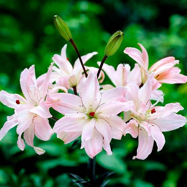  Лилия азиатская Spring Pink (Спринг Пинк)