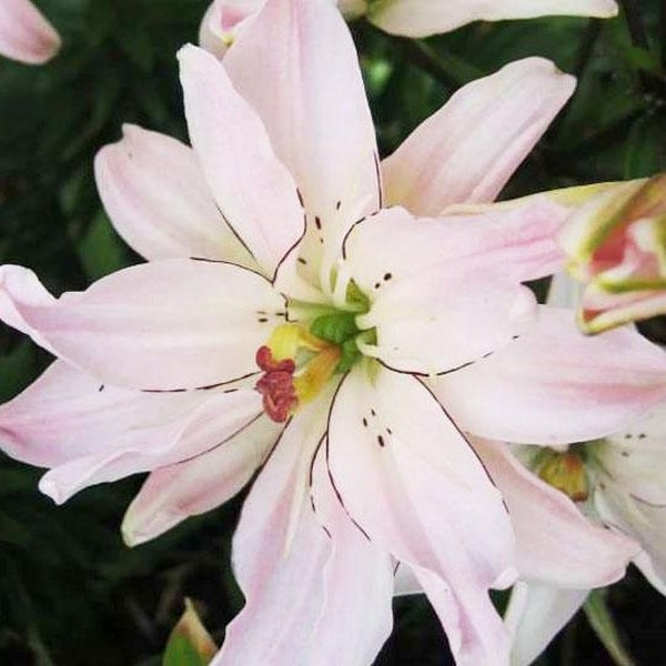  Лилия азиатская Spring Pink (Спринг Пинк)