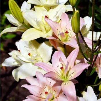  Лилия азиатская Spring Pink (Спринг Пинк)