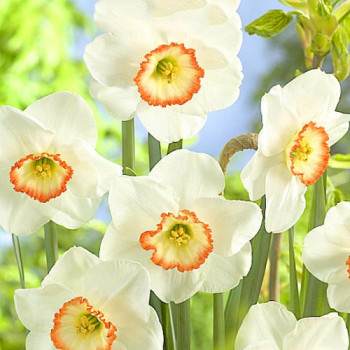 Нарцисс крупнокорончатый Барби Долл (в упаковке - 3шт.)