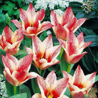 Тюльпан Грейга Царь Петр (в упаковке - 3шт.)