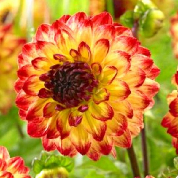 Саженцы Георгина Senior's Flame