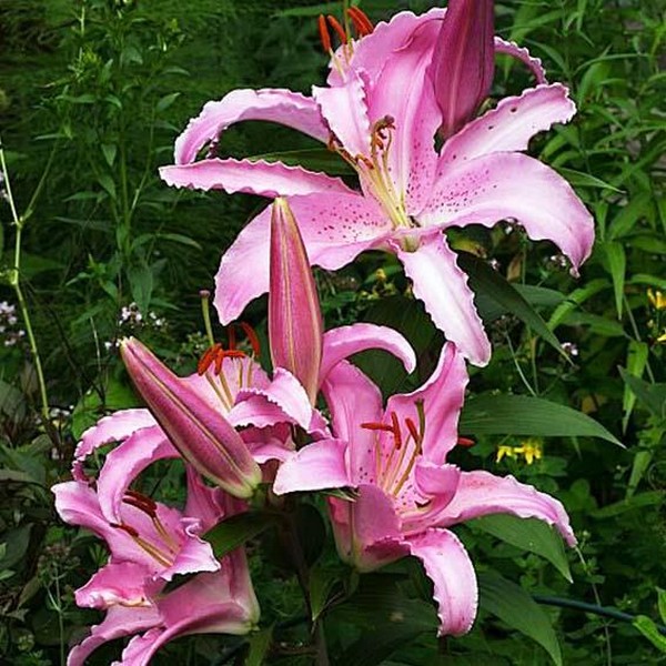  Лилия восточная Chelsea (Челси)