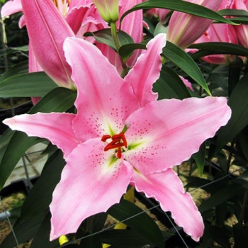  Лилия восточная Chelsea (Челси)