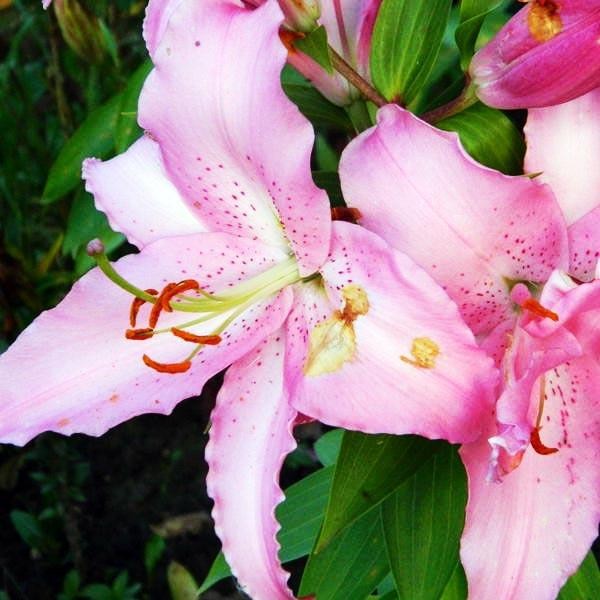  Лилия восточная Chelsea (Челси)