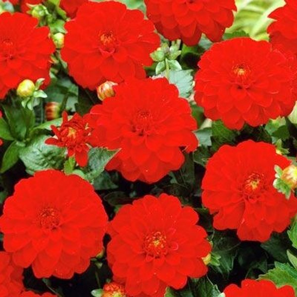 Саженцы Георгина гэллери Rivera