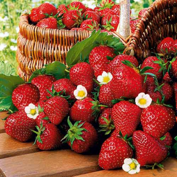 Клубника (крупноплодная) Росинка 5 шт. в упаковке