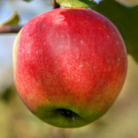 Саженцы Яблоня Услада