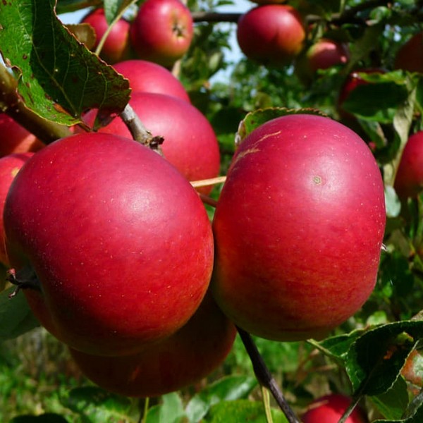 Саженцы Яблоня Услада