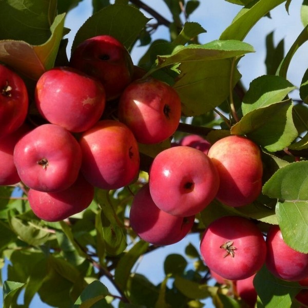 Саженцы Яблоня Звездочка