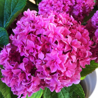 Гортензия крупнолистная You and Me Perfection (Ю энд Ми Перфекшн)