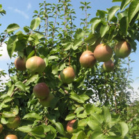 Саженцы Груша Десертная Россошанская