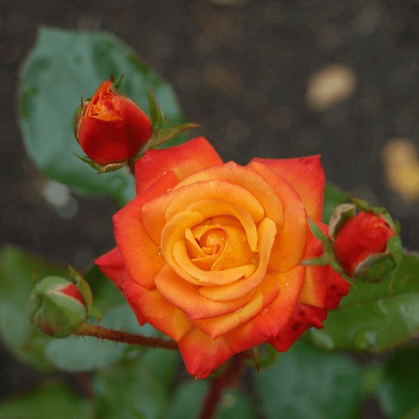 Саженцы Роза спрей Мандарин