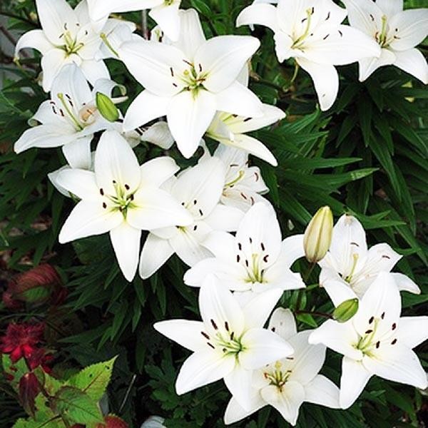  Лилия азиатская Navona (Навона)