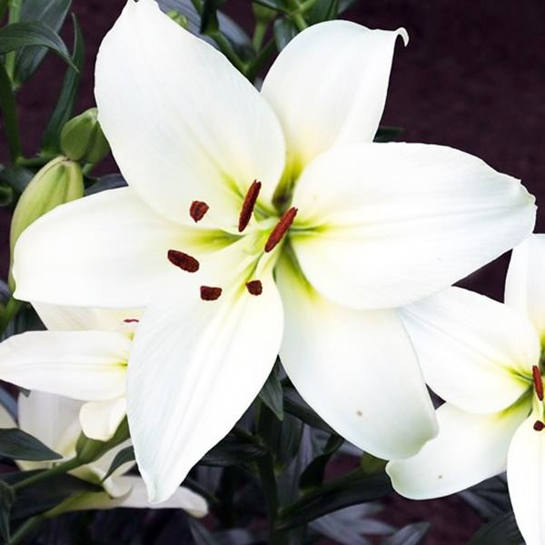  Лилия азиатская Navona (Навона)