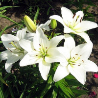  Лилия азиатская Navona (Навона)