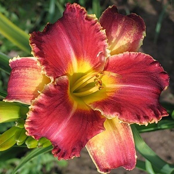 Саженцы Лилейник Startle (Стартл)