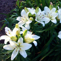  Лилия азиатская Yeti (Йети)