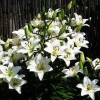  Лилия азиатская Yeti (Йети)