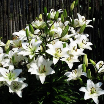  Лилия азиатская Yeti (Йети)