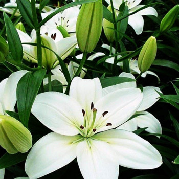  Лилия азиатская Yeti (Йети)