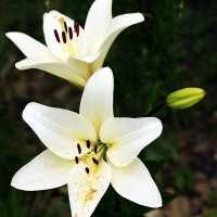  Лилия азиатская Yeti (Йети)