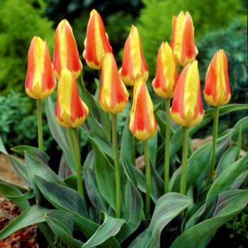 Тюльпан Кауфмана Корона (в упаковке - 3шт.)