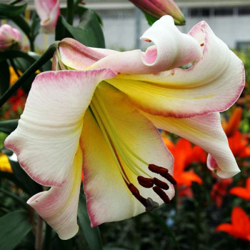  Лилия ОТ гибрид Beijing Moon (Бейджинг Мун)