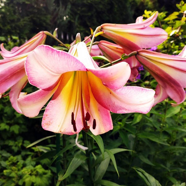  Лилия ОТ гибрид Beijing Moon (Бейджинг Мун)