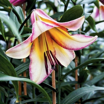  Лилия ОТ гибрид Beijing Moon (Бейджинг Мун)