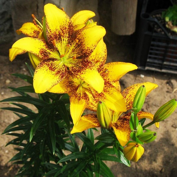  Лилия азиатская Yellow Brush (Йеллоу Браш)