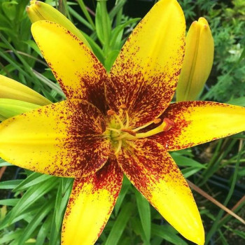  Лилия азиатская Yellow Brush (Йеллоу Браш)