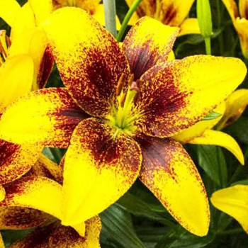  Лилия азиатская Yellow Brush (Йеллоу Браш)