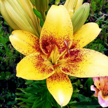  Лилия азиатская Yellow Brush (Йеллоу Браш)