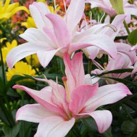  Лилия азиатская Bentley (Бентли)