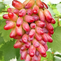 Саженцы Виноград Оригинал