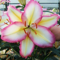  Лилия восточная Primrose Hill (Примроуз Хилл)