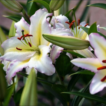  Лилия восточная Primrose Hill (Примроуз Хилл)