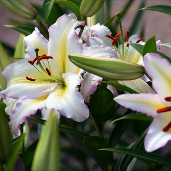  Лилия восточная Primrose Hill (Примроуз Хилл)