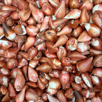 Тюльпан Баллада (в упаковке - 3шт.)