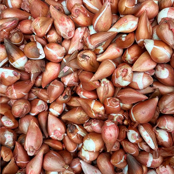 Тюльпан Баллада (в упаковке - 3шт.)