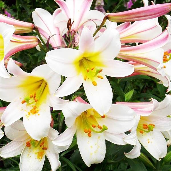  Лилия трубчатая Regale Album (Регале Албум)