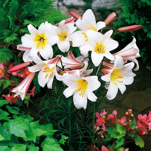  Лилия трубчатая Regale Album (Регале Албум)