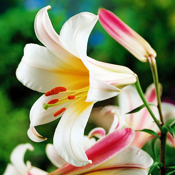  Лилия трубчатая Regale Album (Регале Албум)