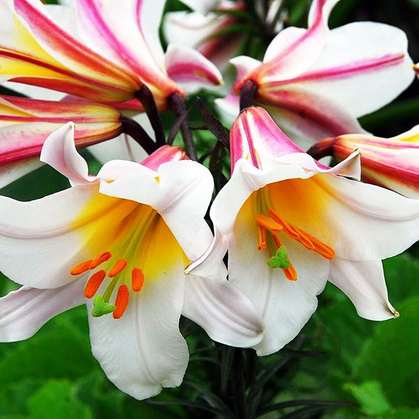  Лилия трубчатая Regale Album (Регале Албум)