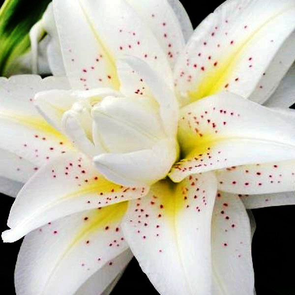  Лилия восточная Roselily Sita (Розели Зита)