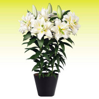  Лилия восточная Roselily Sita (Розели Зита)