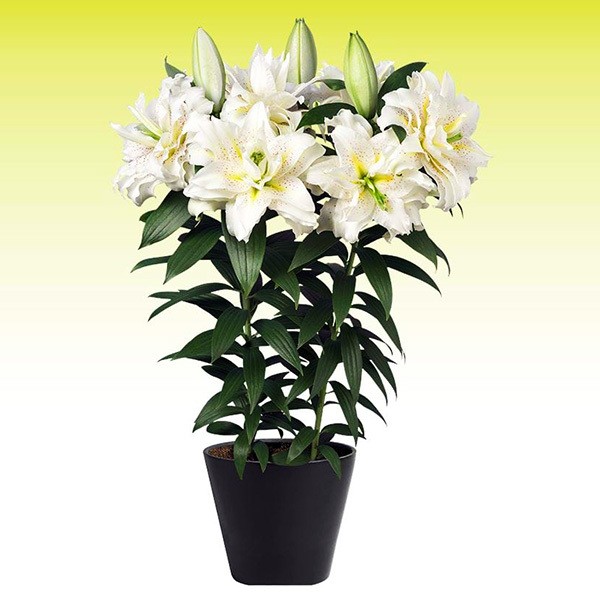  Лилия восточная Roselily Sita (Розели Зита)