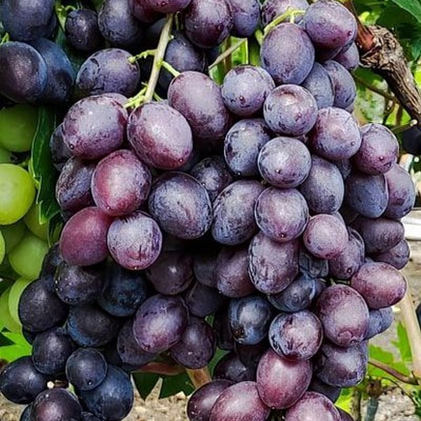 Саженцы Виноград Брависсимо