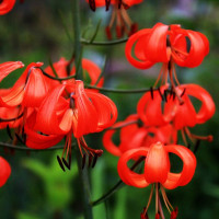  Лилия Pumilum (Пумилум)